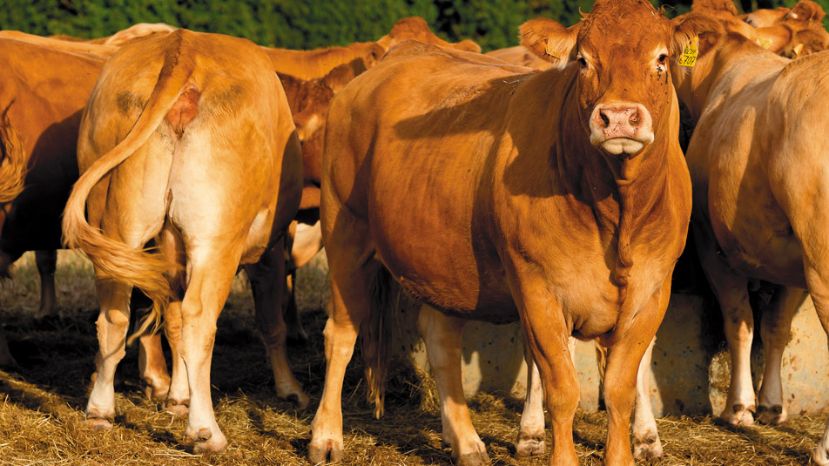Auren en El Cronista: «Antes de noviembre, premios y castigos en el registro de operadores de carne»