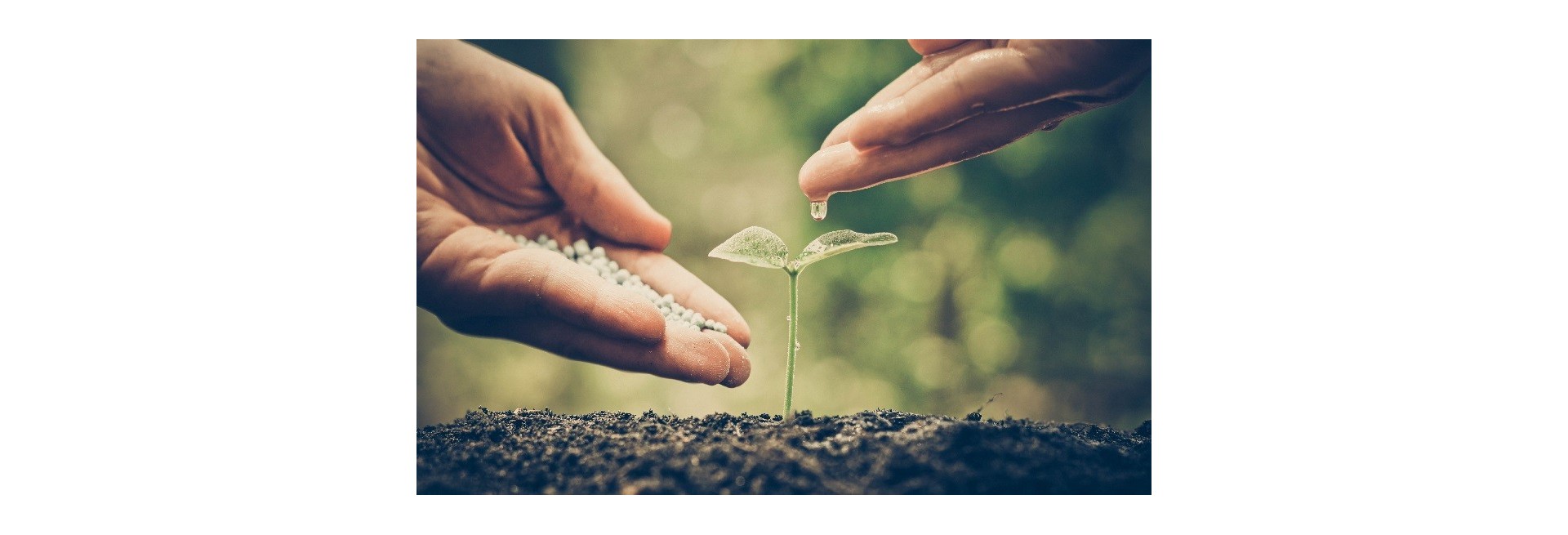 Por qué debe crecer un proyecto comercial a través de la franquicia