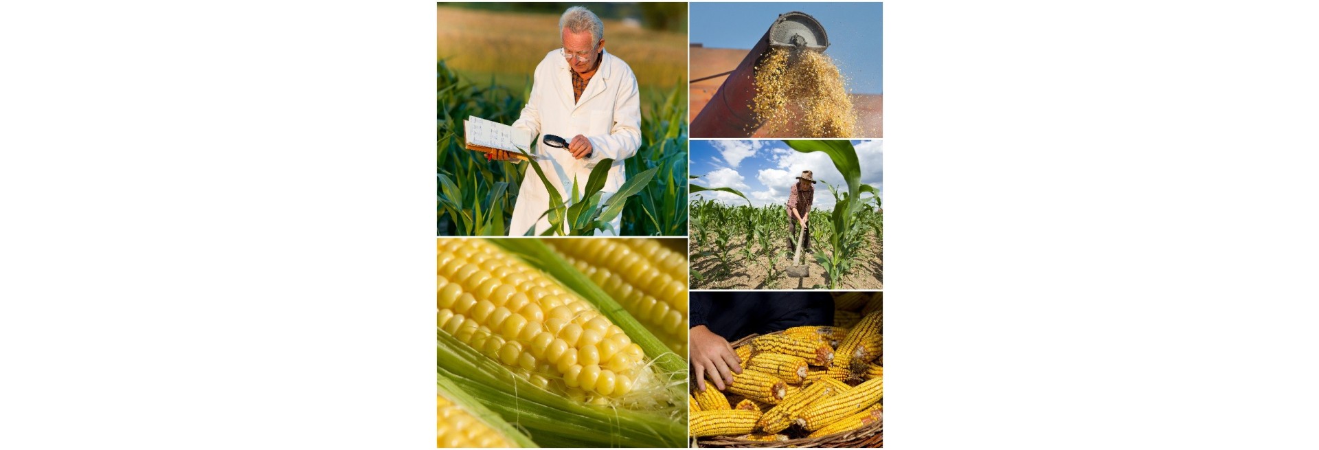 Agricultura ecológica, desafíos y oportunidades