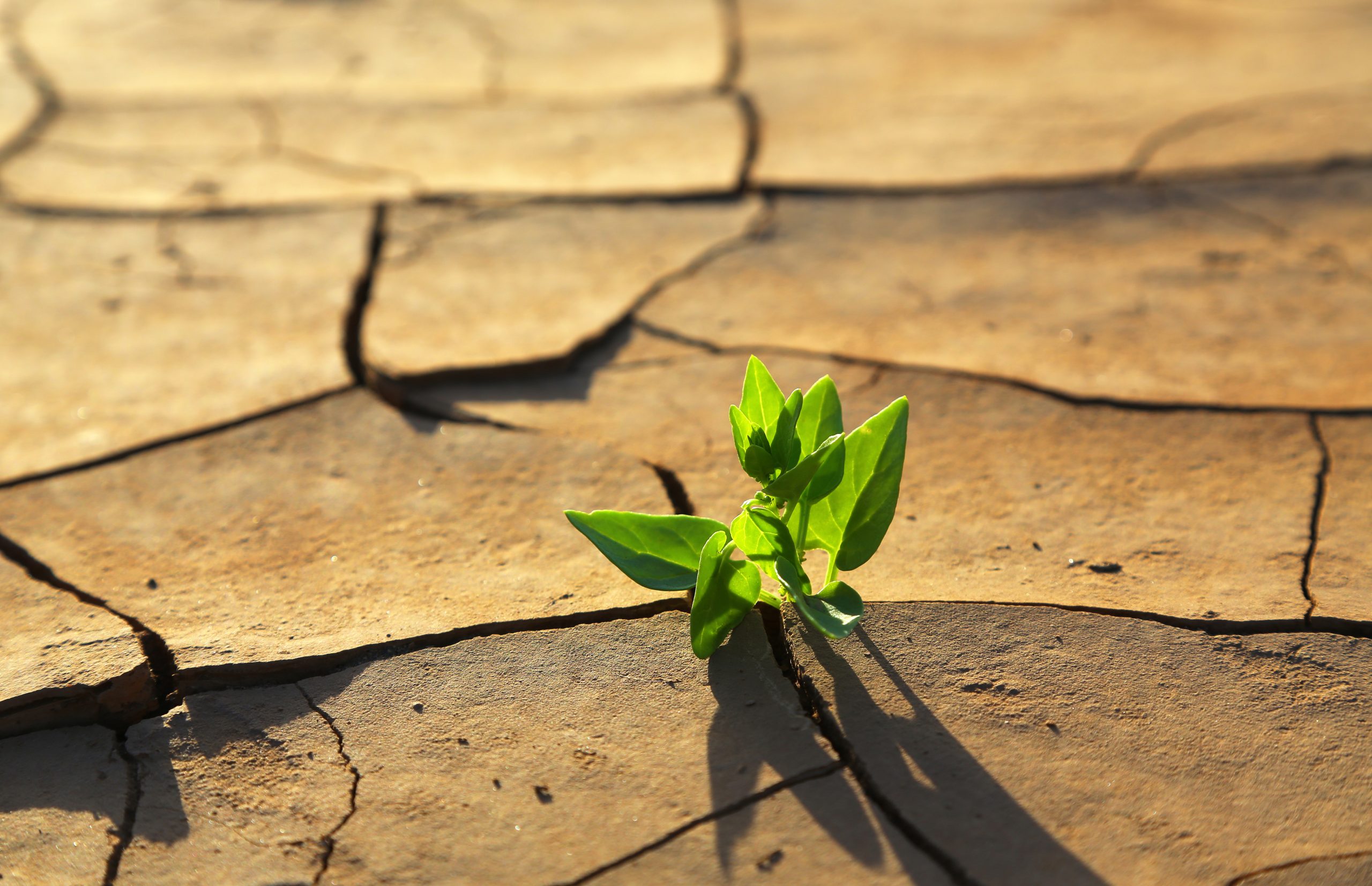 COP27: WHAT TO EXPECT AND WHY IT CAN BE KEY TO THE FUTURE? COP27: WHAT TO EXPECT AND WHY IT CAN BE KEY TO THE FUTURE?